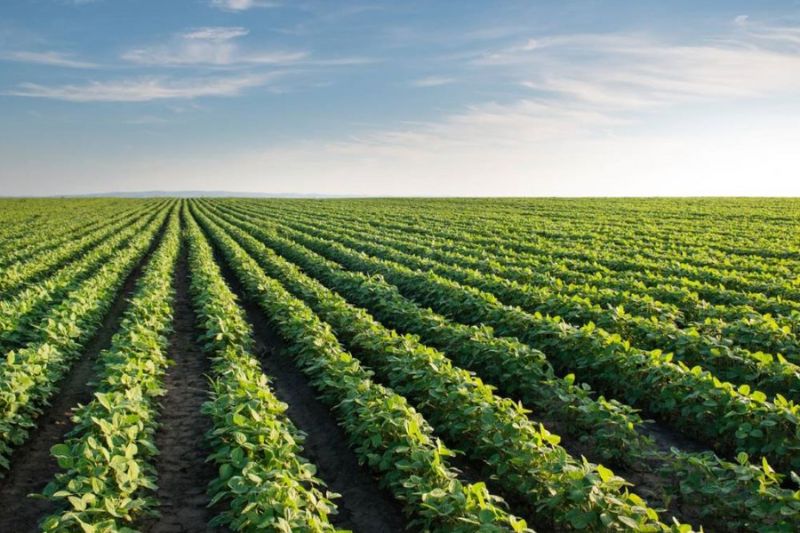 Crop Rows_800x533 Bioserver